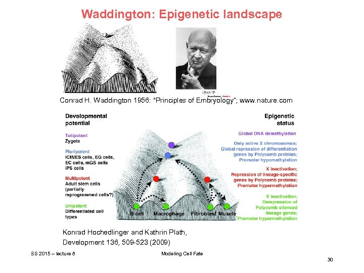 Waddington: Epigenetic landscape Conrad H. Waddington 1956: "Principles of Embryology“; www. nature. com Konrad