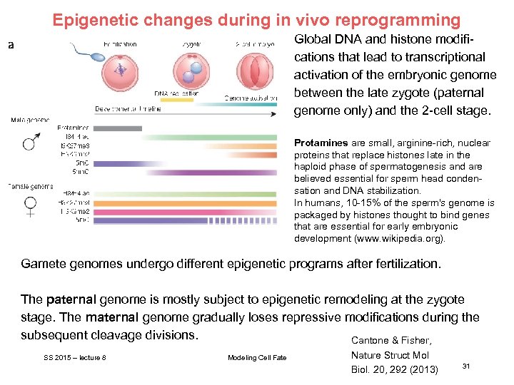 Epigenetic changes during in vivo reprogramming Global DNA and histone modifications that lead to