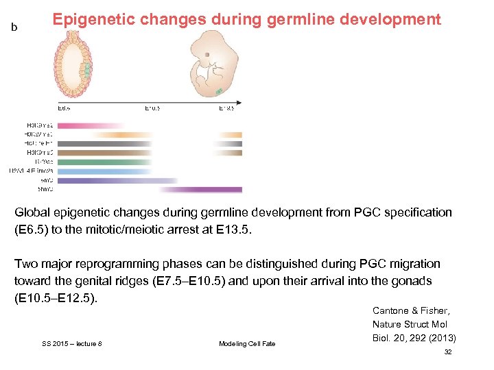 Epigenetic changes during germline development Global epigenetic changes during germline development from PGC specification