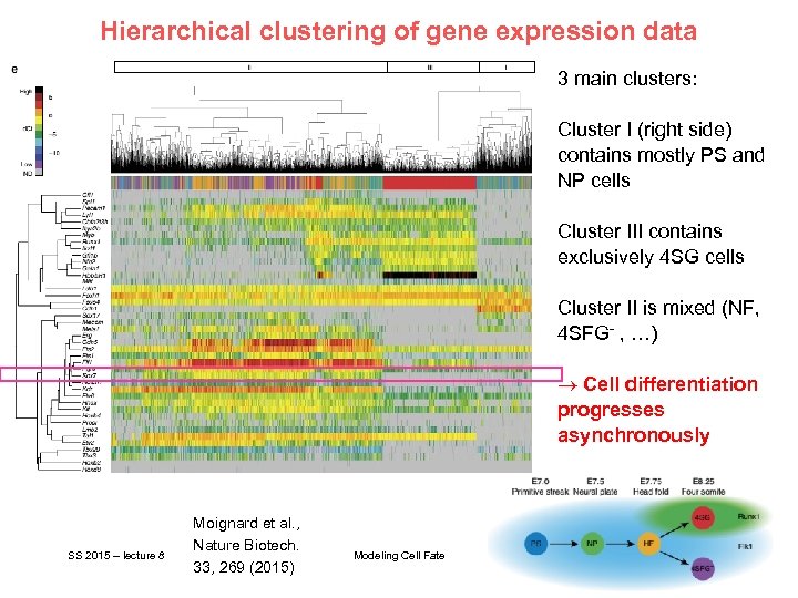 Hierarchical clustering of gene expression data 3 main clusters: Cluster I (right side) contains