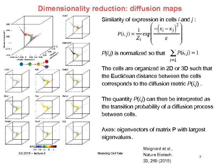 Dimensionality reduction: diffusion maps Similarity of expression in cells i and j : P(i,