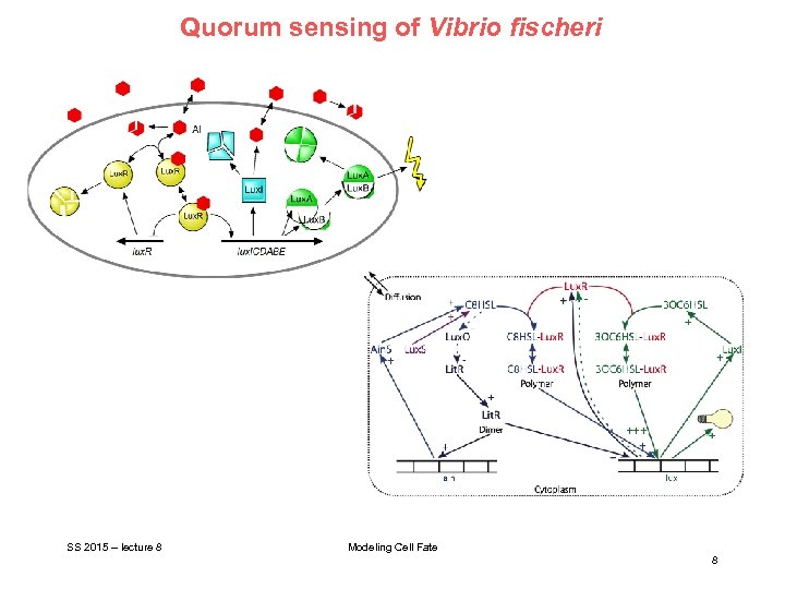 Quorum sensing of Vibrio fischeri SS 2015 – lecture 8 Modeling Cell Fate 8