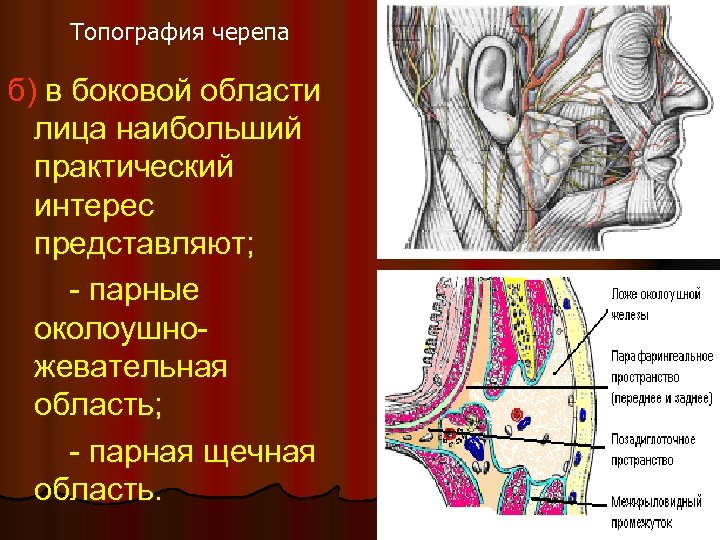 Границы лица