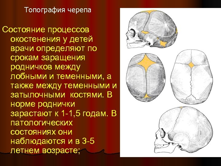Шов между теменными костями. Топография черепа. Точки окостенения черепа. Роднички черепа анатомия. Окостенение костей черепа.