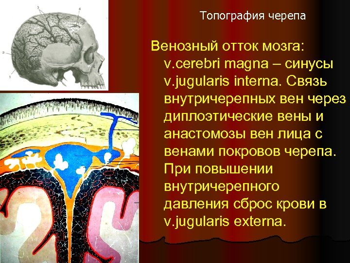 Венозный в черепе. Внутричерепные синусы топографическая анатомия. Венозный отток головного мозга топографическая анатомия.