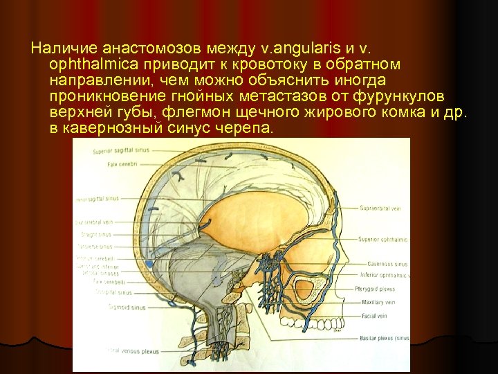 Наличие анастомозов между v. angularis и v. ophthalmica приводит к кровотоку в обратном направлении,