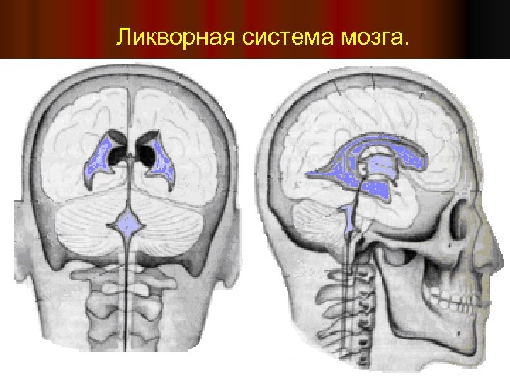 Ликворные изменения мозга. Ликворная система головного мозга. Желудочки головного мозга. Ликворная система головного мозга топографическая анатомия. Ликворная система головного мозга мрт. Анатомия ликворопроводящей системы.