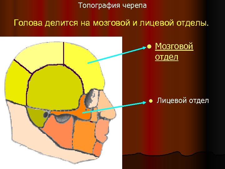 Анатомия мозгового отдела головы