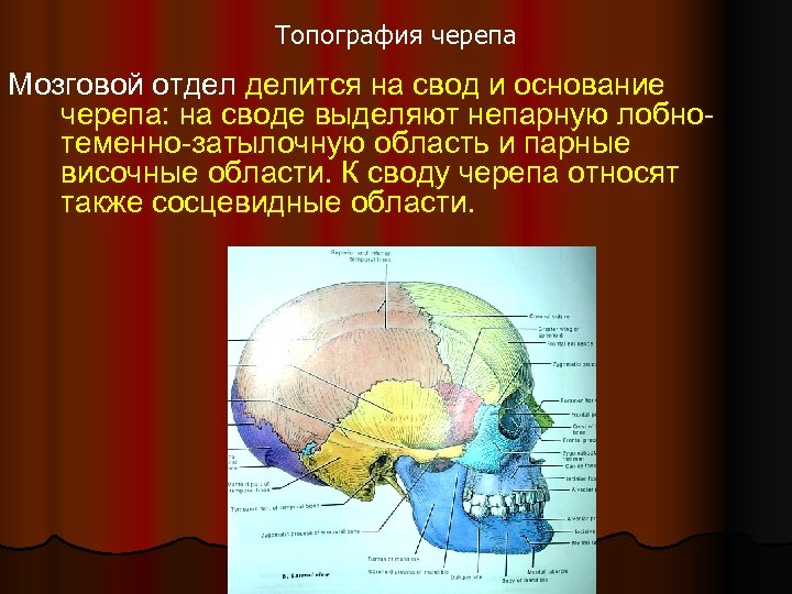 Слои свода. Топограмозгового отдела головыфия анатомия. Топографические образования мозгового черепа. Топография мозгового отдела черепа топографическая анатомия. Основание мозгового отдела черепа.
