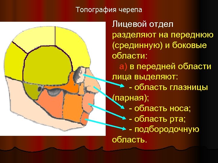 Оперативный топографический анатомия. Топография мозгового и лицевого черепа. Топография лицевого отдела черепа анатомия. Топографические образования мозгового черепа. Топография мозгового отдела черепа анатомия.