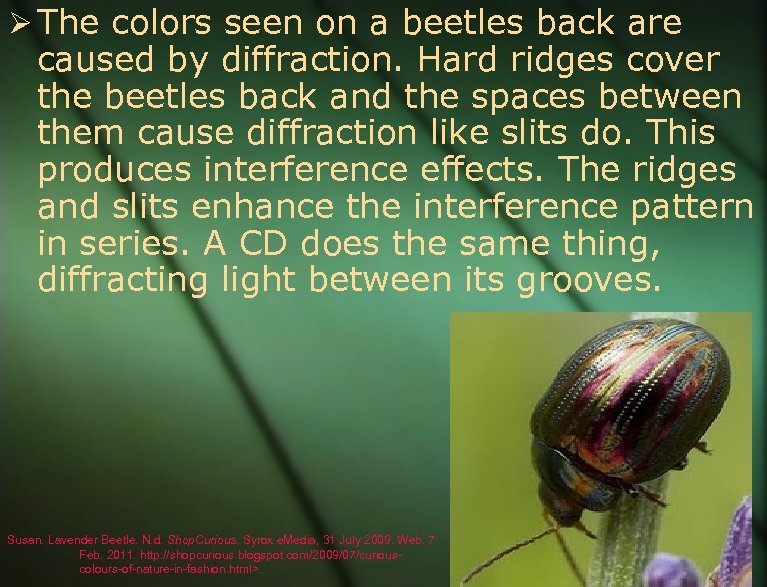  The colors seen on a beetles back are caused by diffraction. Hard ridges