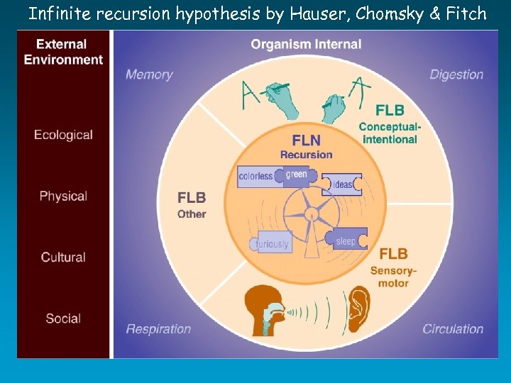 Infinite recursion hypothesis by Hauser, Chomsky & Fitch 
