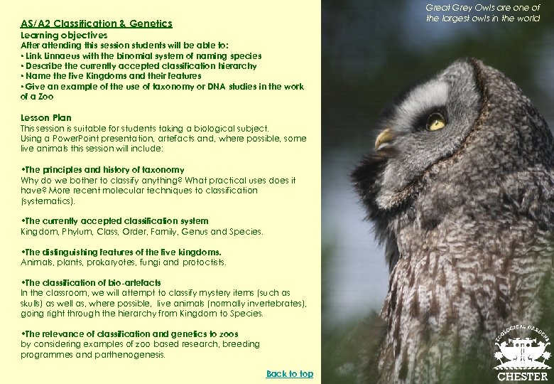 Great Grey Owls are one of the largest owls in the world AS/A 2