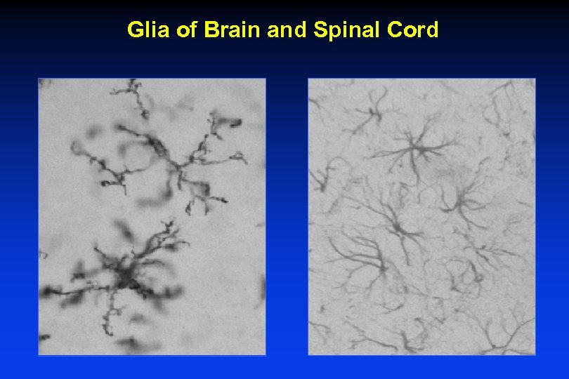 Glia of Brain and Spinal Cord 