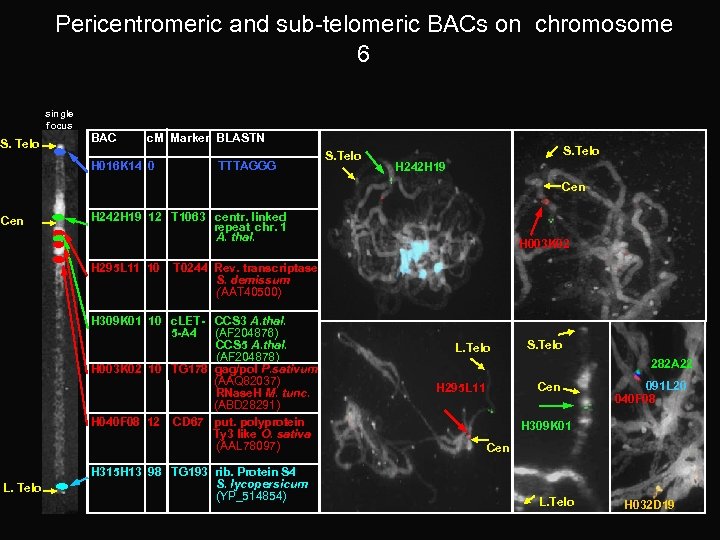 Pericentromeric and sub-telomeric BACs on chromosome 6 single focus S. Telo BAC c. M