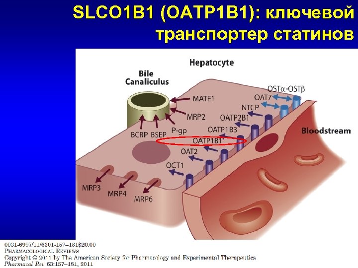 SLCO 1 B 1 (OATP 1 B 1): ключевой транспортер статинов 