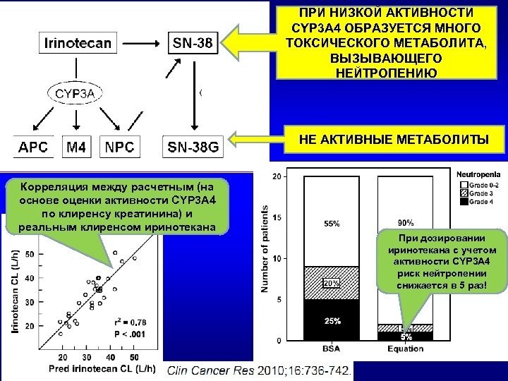 ПРИ НИЗКОЙ АКТИВНОСТИ CYP 3 A 4 ОБРАЗУЕТСЯ МНОГО ТОКСИЧЕСКОГО МЕТАБОЛИТА, ВЫЗЫВАЮЩЕГО НЕЙТРОПЕНИЮ НЕ
