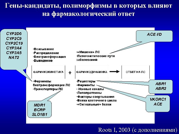 Гены-кандидаты, полиморфизмы в которых влияют на фармакологический ответ CYP 2 D 6 CYP 2