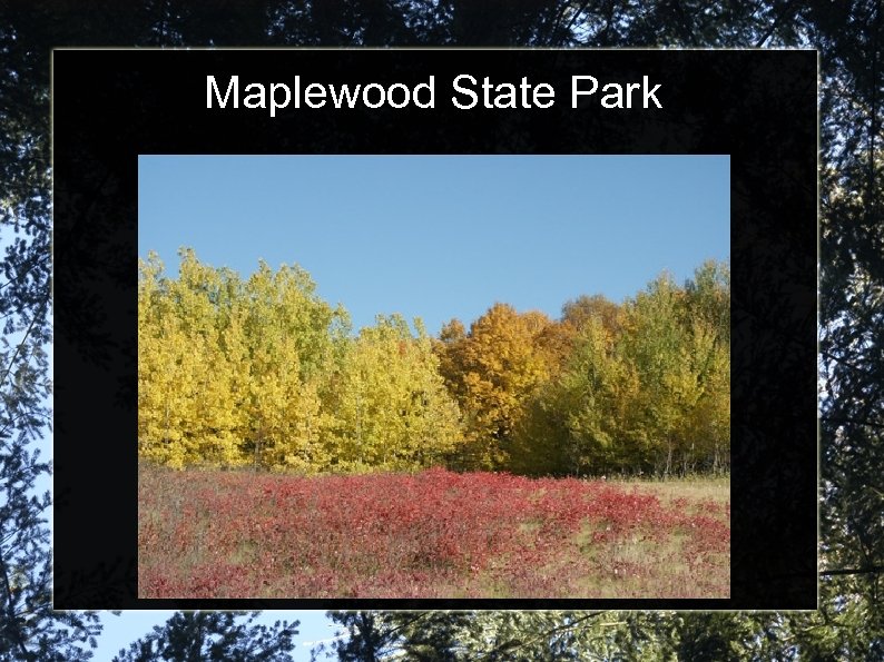 Maplewood State Park 