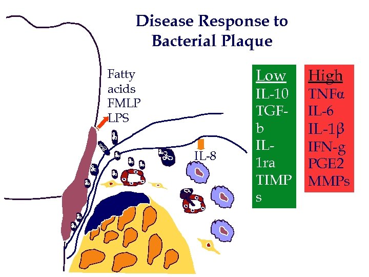 Disease Response to Bacterial Plaque Low Fatty acids FMLP LPS IL-8 IL-10 TGFb IL