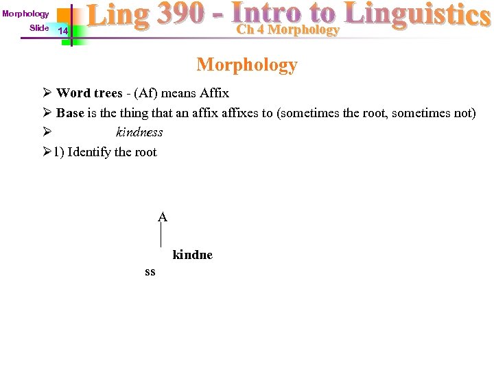 Morphology Slide Ch 4 Morphology 14 Morphology Ø Word trees - (Af) means Affix