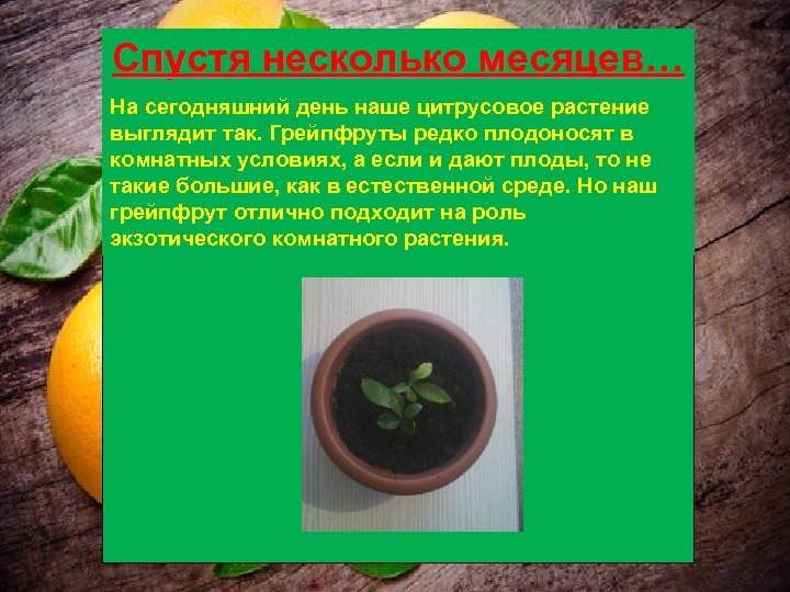 Спустя несколько месяцев… На сегодняшний день наше цитрусовое растение выглядит так. Грейпфруты редко плодоносят