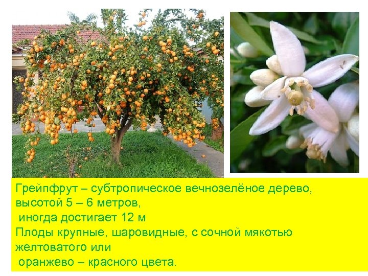 Грейпфрут – субтропическое вечнозелёное дерево, высотой 5 – 6 метров, иногда достигает 12 м