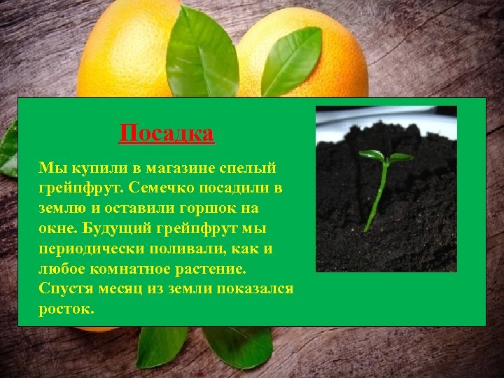 Посадка Мы купили в магазине спелый грейпфрут. Семечко посадили в землю и оставили горшок