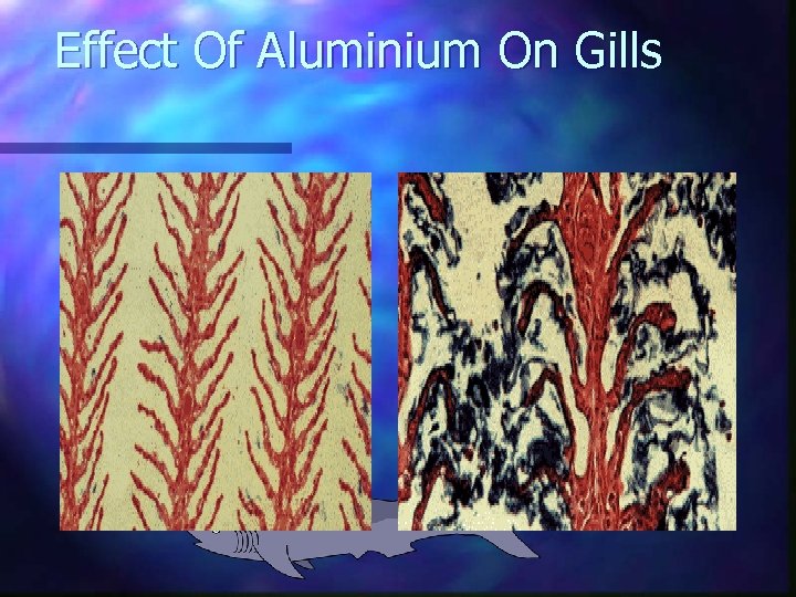 Effect Of Aluminium On Gills 