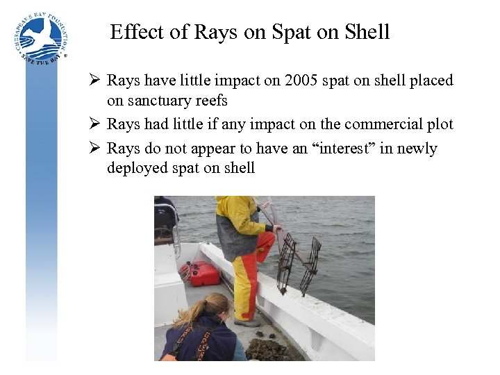 Effect of Rays on Spat on Shell Ø Rays have little impact on 2005