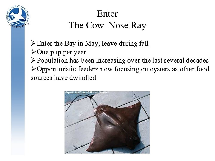 Enter The Cow Nose Ray ØEnter the Bay in May, leave during fall ØOne