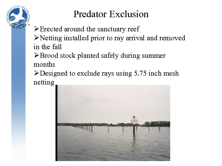 Predator Exclusion ØErected around the sanctuary reef ØNetting installed prior to ray arrival and