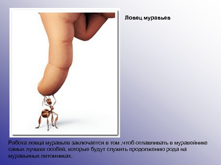 Ловец муравьев Работа ловца муравьев заключается в том , чтоб отлавливать в муравейнике самых