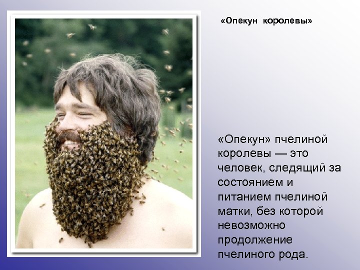  «Опекун королевы» «Опекун» пчелиной королевы — это человек, следящий за состоянием и питанием