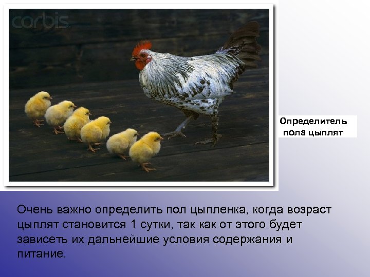 Определитель пола цыплят Очень важно определить пол цыпленка, когда возраст цыплят становится 1 сутки,