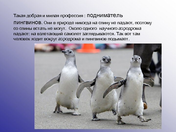 Такая добрая и милая профессия : подниматель пингвинов. Они в природе никогда на спину