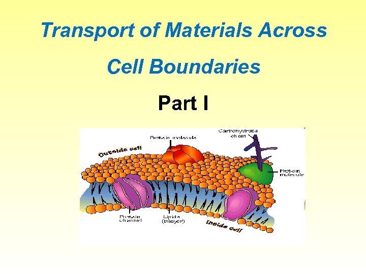 Transport of Materials Across Cell Boundaries Part I 