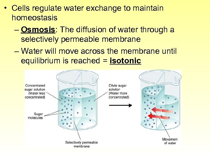  • Cells regulate water exchange to maintain homeostasis – Osmosis: The diffusion of