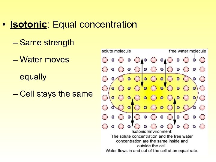  • Isotonic: Equal concentration – Same strength – Water moves equally – Cell