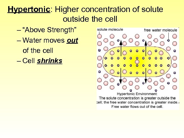 Hypertonic: Higher concentration of solute outside the cell – “Above Strength” – Water moves