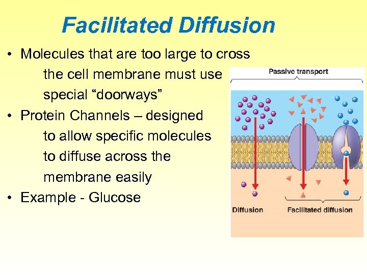 Facilitated Diffusion • Molecules that are too large to cross the cell membrane must