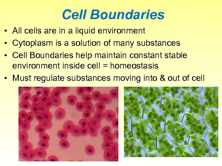 Cell Boundaries • All cells are in a liquid environment • Cytoplasm is a