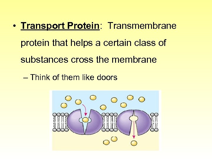  • Transport Protein: Transmembrane protein that helps a certain class of substances cross