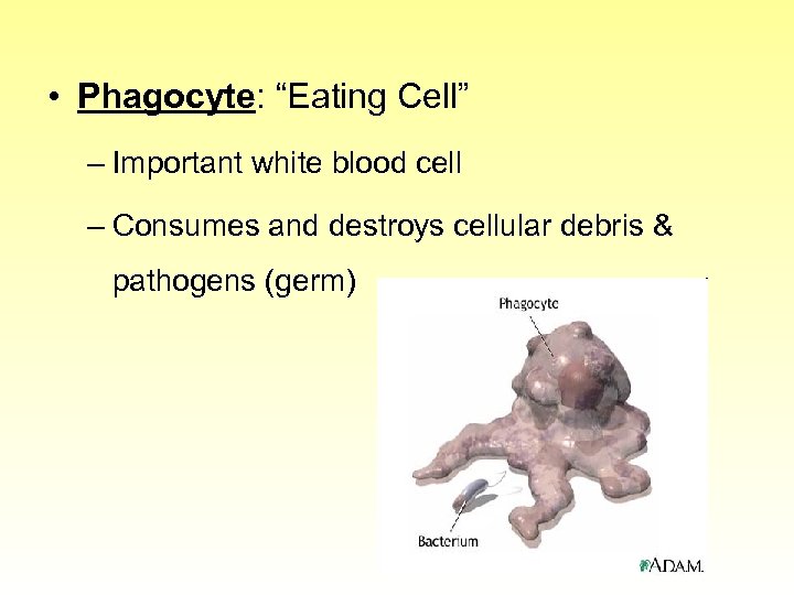  • Phagocyte: “Eating Cell” – Important white blood cell – Consumes and destroys