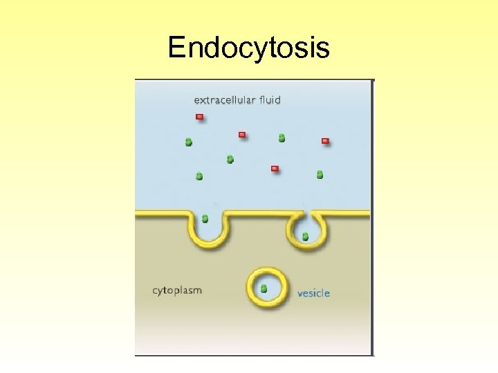 Endocytosis 
