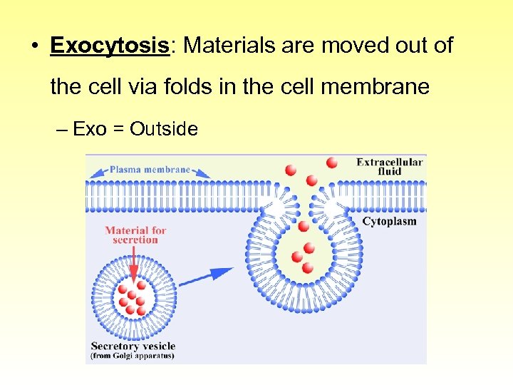  • Exocytosis: Materials are moved out of the cell via folds in the