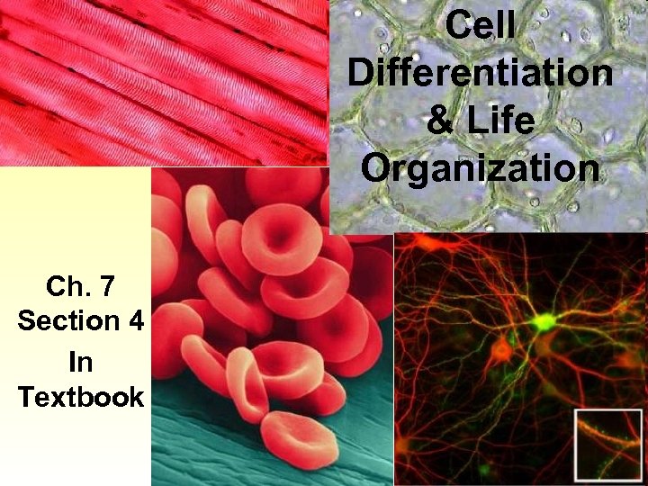 Cell Differentiation & Life Organization Ch. 7 Section 4 In Textbook 