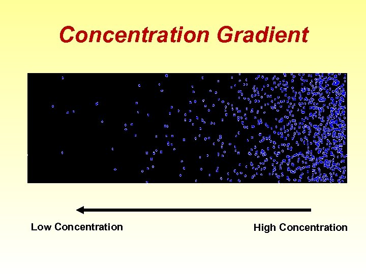 Concentration Gradient Low Concentration High Concentration 