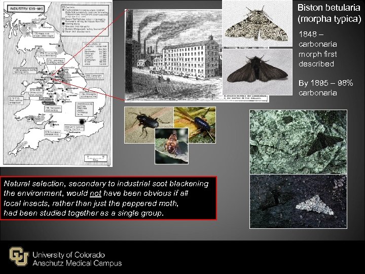 Biston betularia (morpha typica) 1848 – carbonaria morph first described By 1895 – 98%
