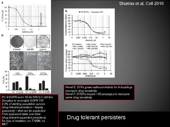 Sharma et al, Cell 2010 9 days 33 days PC-9 EGFR exon 19 del